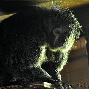 Female White Faced Saki Monkey
