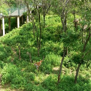 Amur tiger exhibition in Changchun Zoo