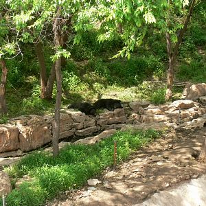 Asian black bear in Changchun Zoo