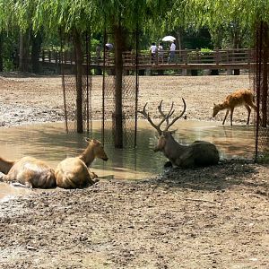 Pere David's deer in Changchun Zoo