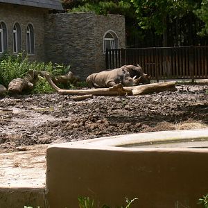 White rhinoceros in Changchun Zoo