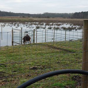19/12/12 sitatunga enclosure