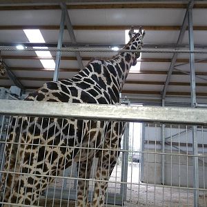 19/12/12 the giraffe house