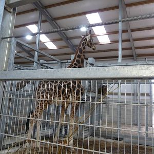 19/12/12 the giraffe house