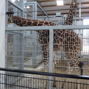 19/12/12 the giraffe house