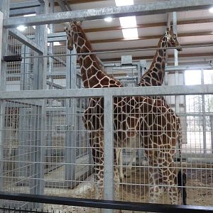 19/12/12 the giraffe house