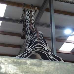 19/12/12 the giraffe house