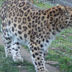 19/12/12 prowling leopard