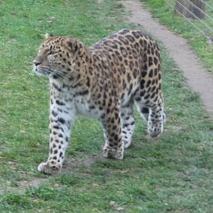 19/12/ prowling leopard