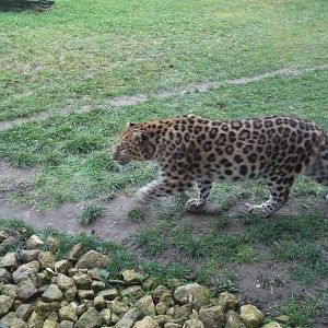 19/12/12 prowling leopard