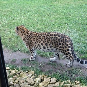 19/12/12 prowling leopard