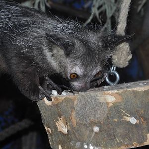 Aye-aye (Daubentonia madagascariensis) at Frankfurt Zoo.