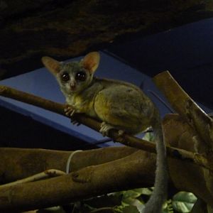 Senegalese bushbaby