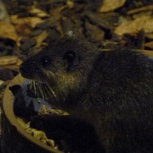 Australian water rat