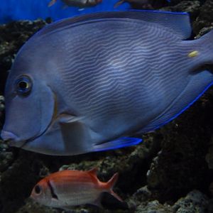 Atlantic blue tang
