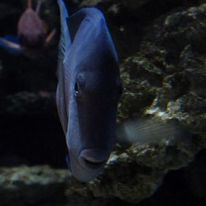 Atlantic blue tang