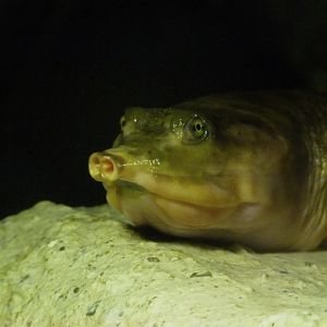 Florida softshelled turtle
