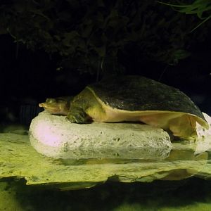 Florida softshelled turtle