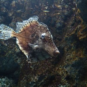 Tasseled leatherjack