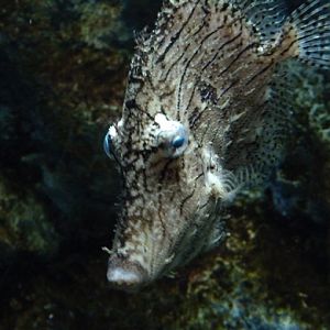 Tasseled leatherjack