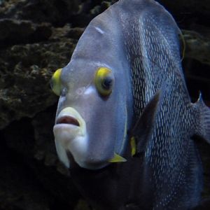 French angelfish
