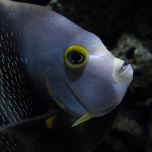 French angelfish