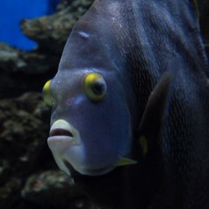 French angelfish