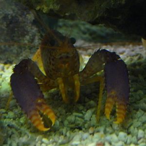Debelius' reef lobster