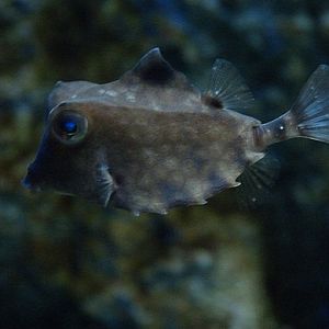Helmet cowfish