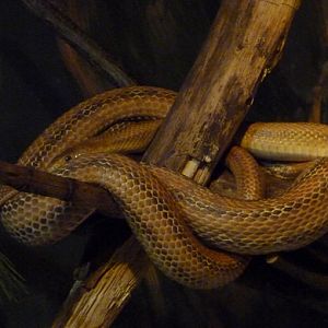 Taiwanese beauty snake