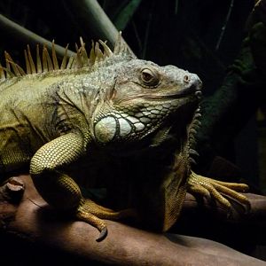 Green Iguana