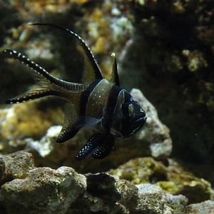 Banggai cardinal fish