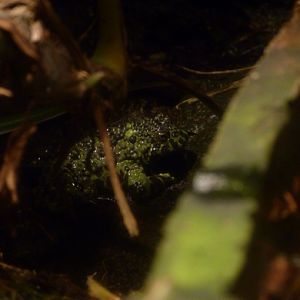 Oriental fire-bellied toad
