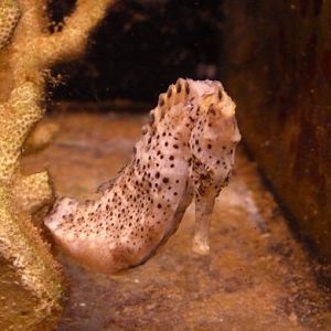 Longsnout seahorse