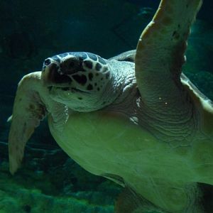 Loggerhead sea turtle