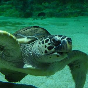 Loggerhead sea turtle