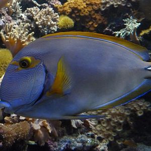 Eyestripe surgeonfish