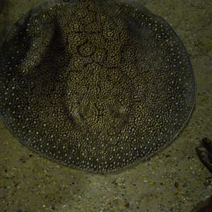 Vermiculate river stingray