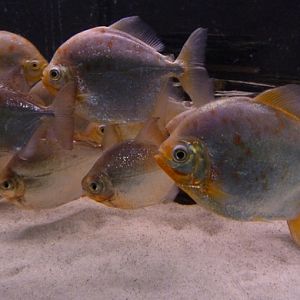 Red Hook silver dollar