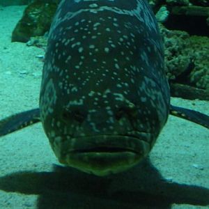 Giant grouper