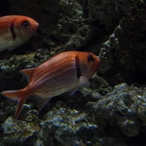 Soldierfish
