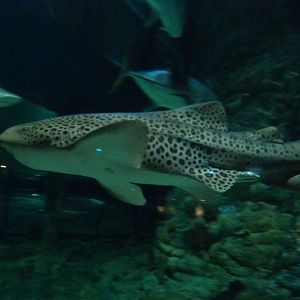 Zebrashark