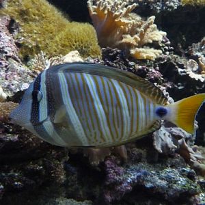 Sailfin tang