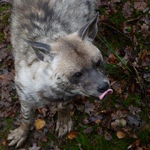 Striped hyena