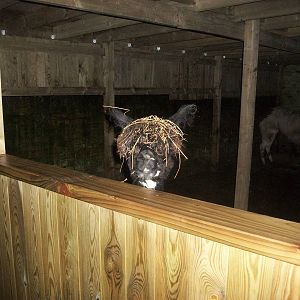 Sewerby Zoo, Madge again 22nd December 2012