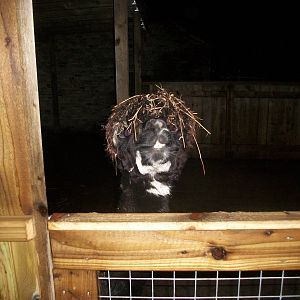 Sewerby Zoo, Madge again 22nd December 2012