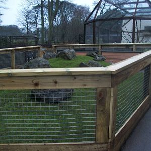 Sewerby Zoo, Cavy Country - the latest picture! 22nd December 2012