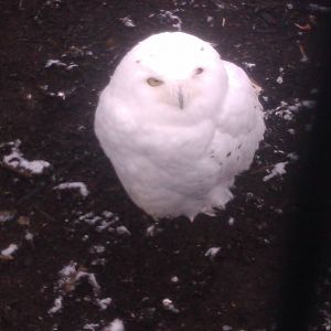 Fleury The SNowy Owl