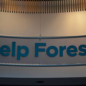 Ecosystems - Kelp Forest