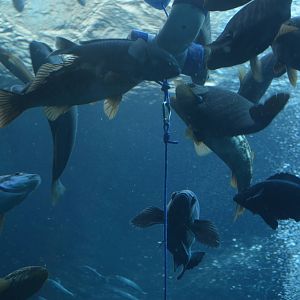 Ecosystems - Kelp Forest